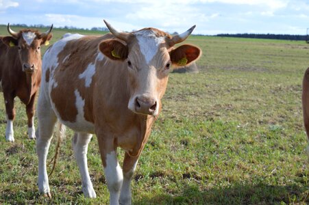 Simmental cattle horns pasture