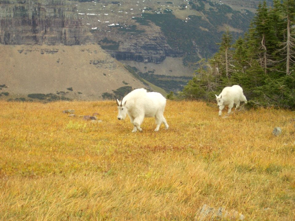 Animal wildlife alpine
