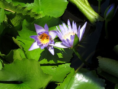 Pond water lily