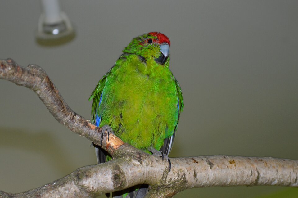 Running parakeet ziervogel green