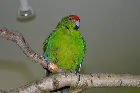 Running parakeet ziervogel green