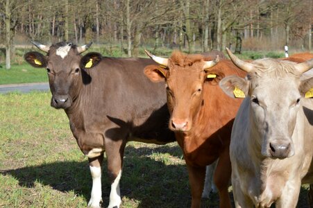 Cattle simmental cattle horns photo