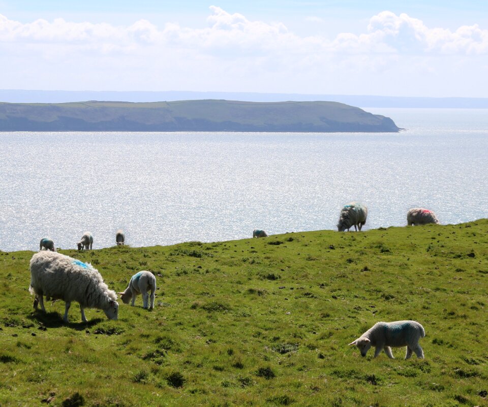 Seaside field farm