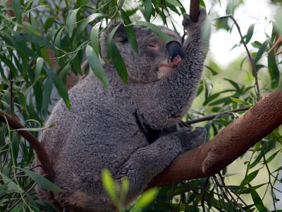 Mammal animal eucalyptus photo
