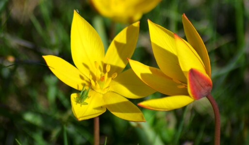 Nature petals spring photo