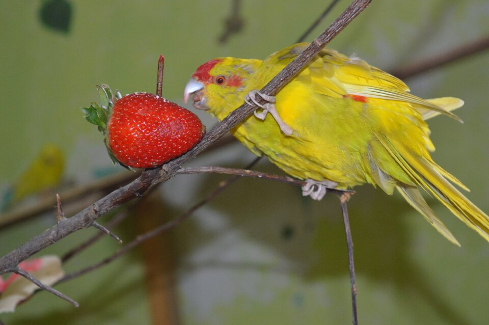 Ziervogel eat strawberry