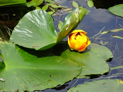 Pond water plants