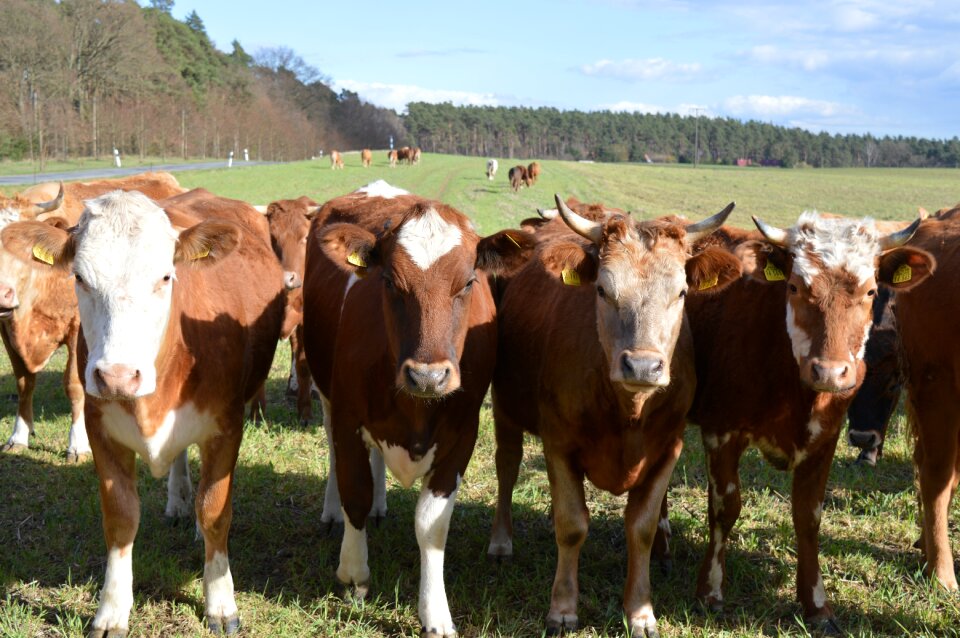 Pasture coupling colorful