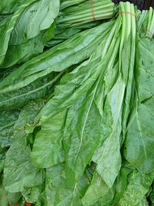 Green market spinacia oleracea photo