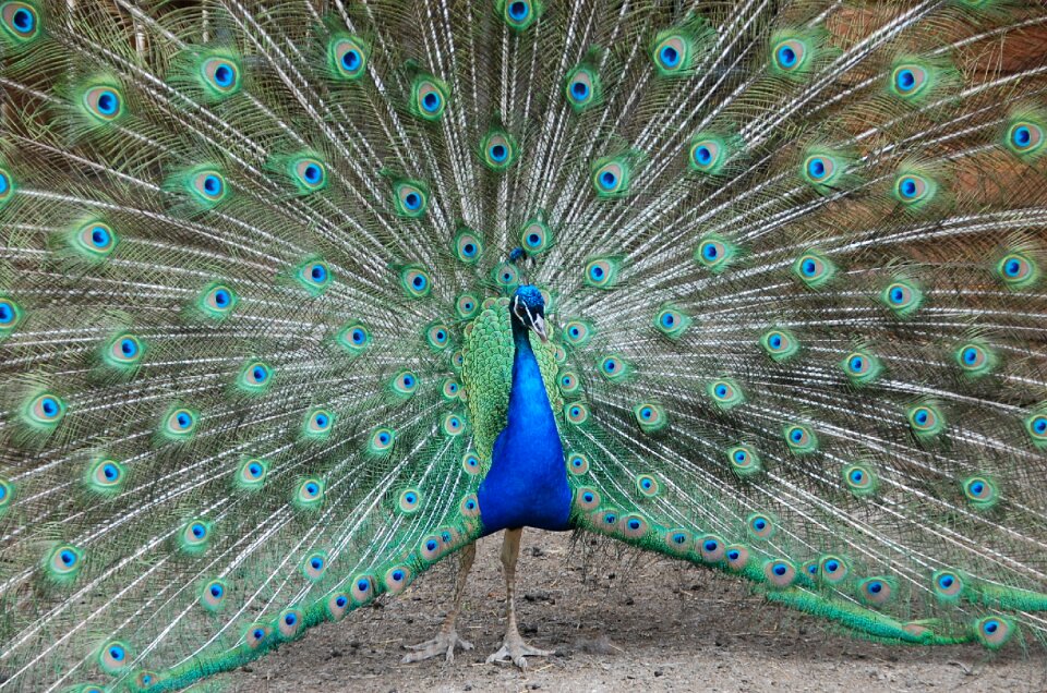 Blue green colors