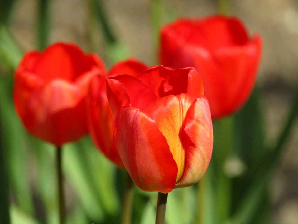 Flowers petals flower