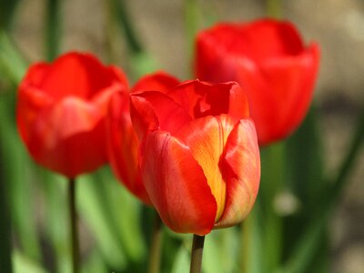 Flowers petals flower