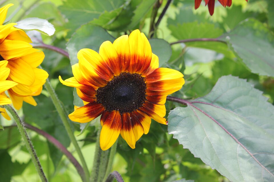 Summer flower individually