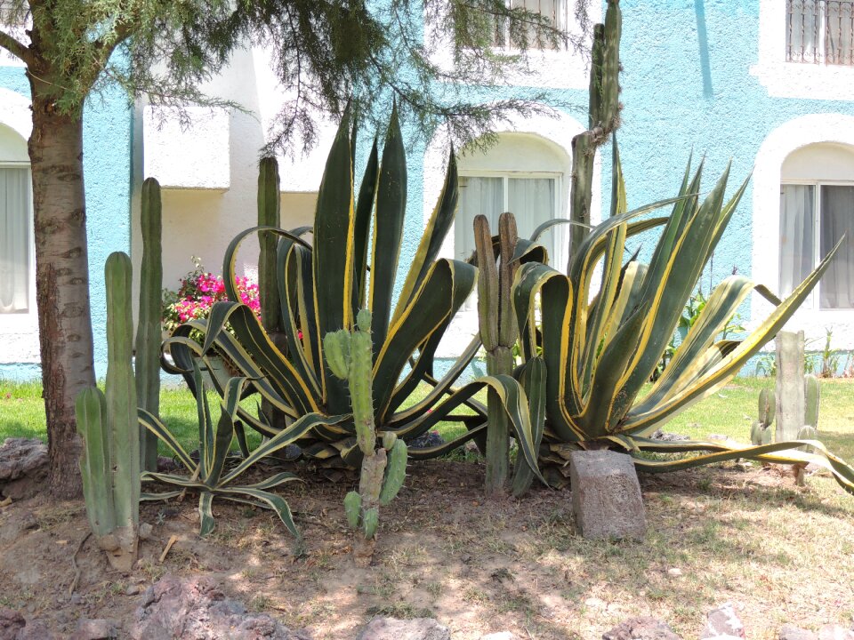 Magüeyes mexican cactaceas
