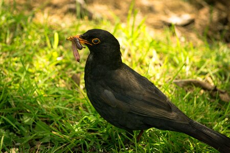 Food bird black photo