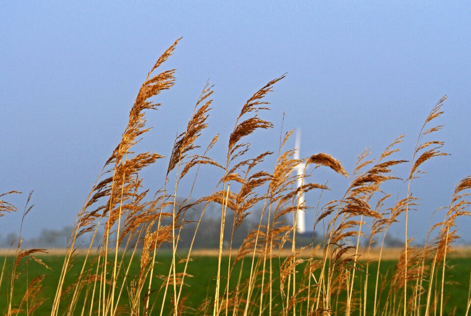 Wind power reed wet meadows
