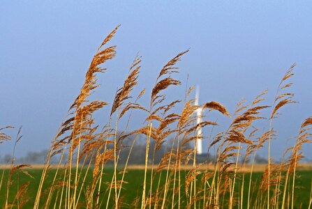 Wind power reed wet meadows