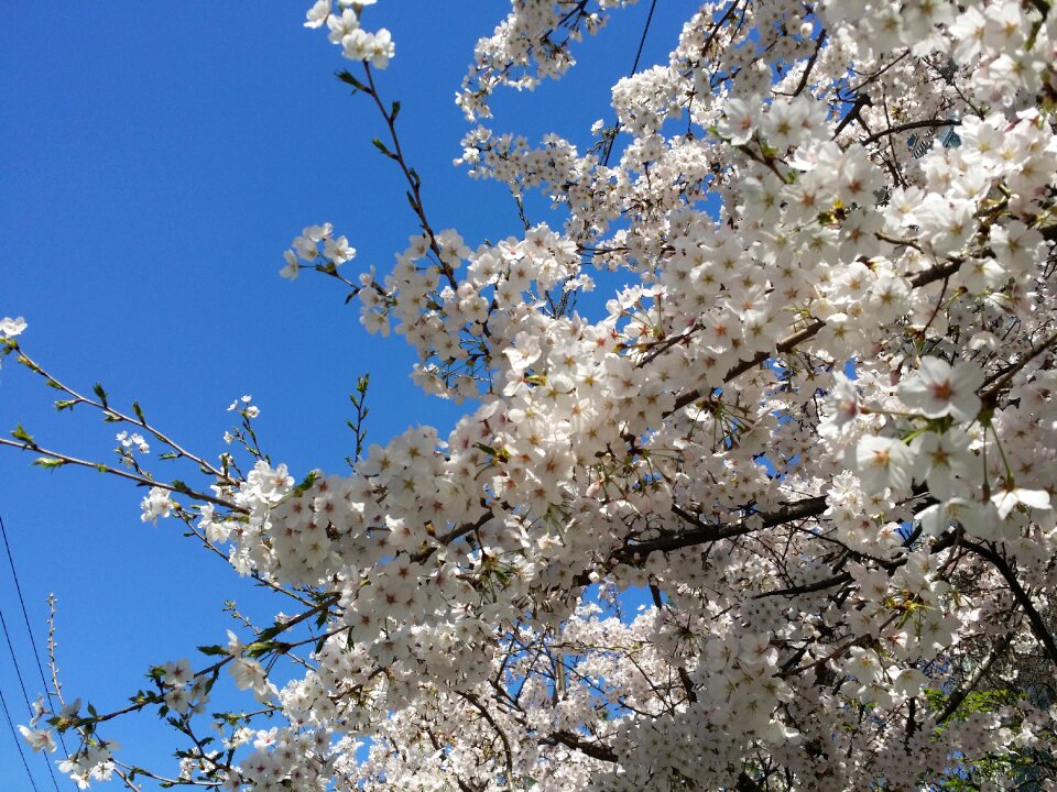 Spring flowers sakura blue sky