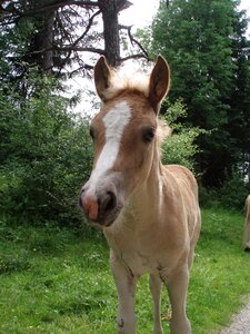 Horse foal haflinger