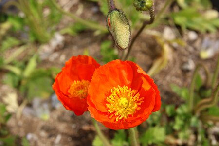 Nature landscape plants