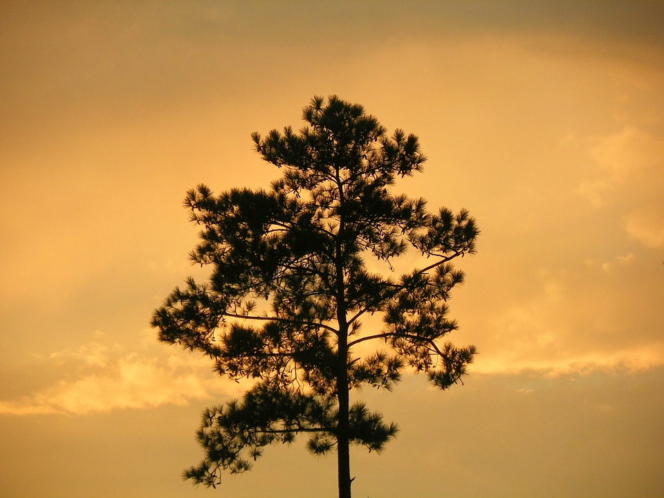 Nature environment sky