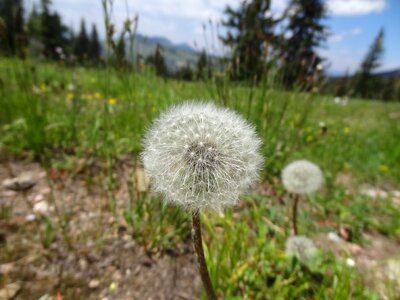 Plant fluffy