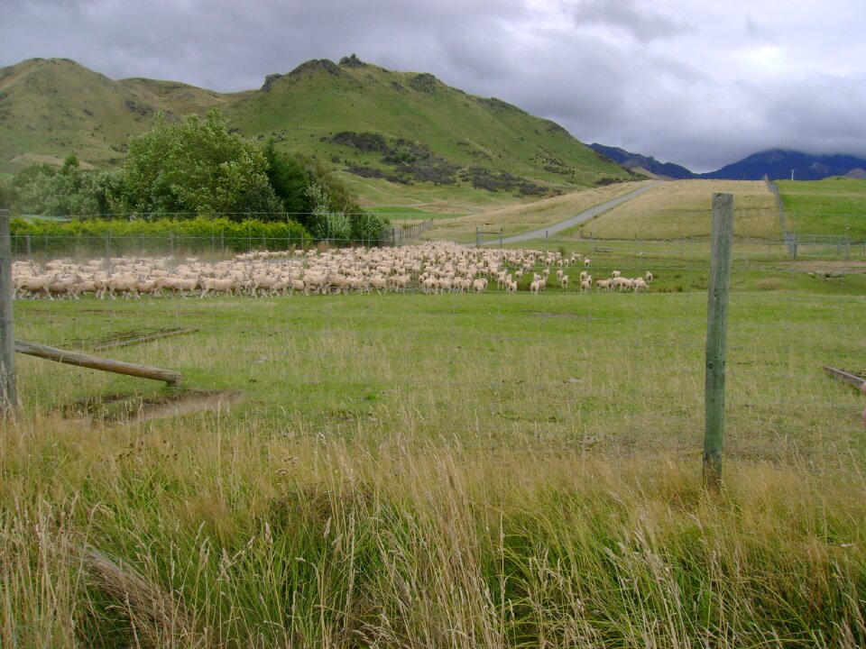 New zealand