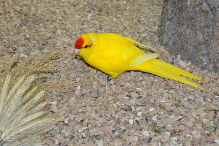 Goats parakeet running parakeet yellow