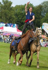 Equitation paddock show