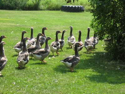 Farm flock