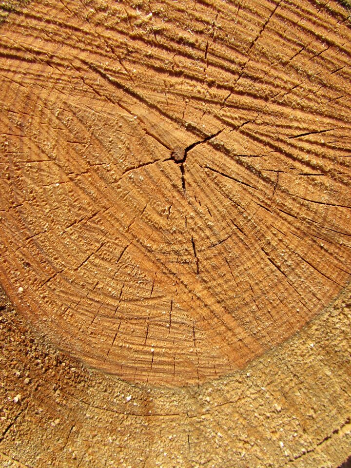 Trunk forest bark photo