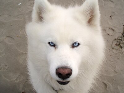 Pet sled dog hybrid white photo