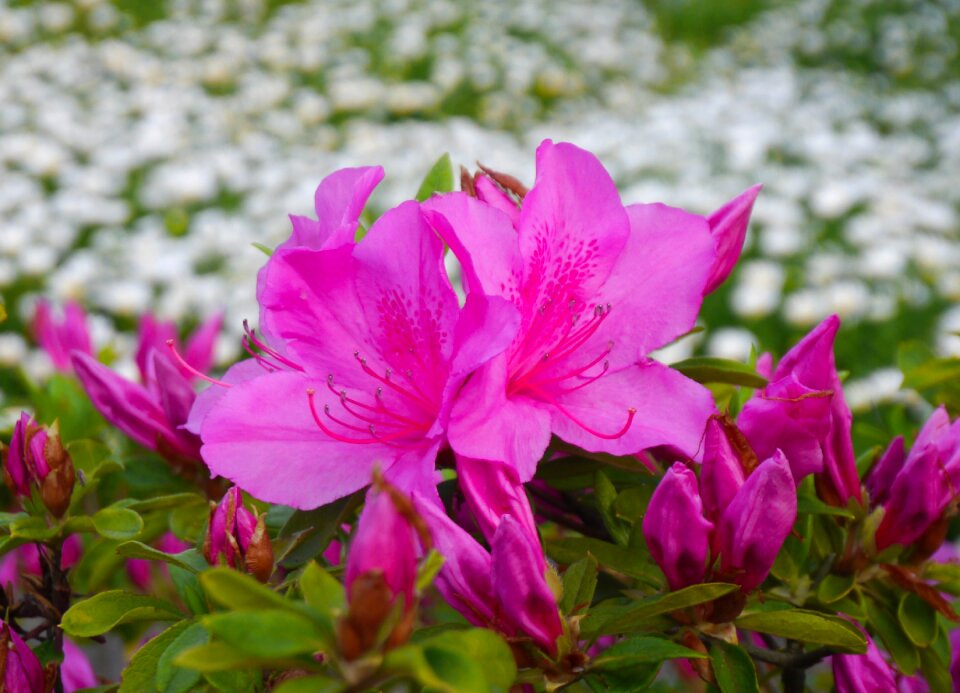 Flowering otsu park yokosuka