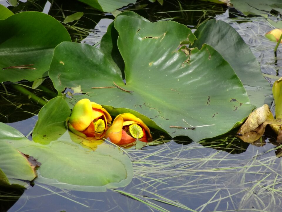 Pond water plants