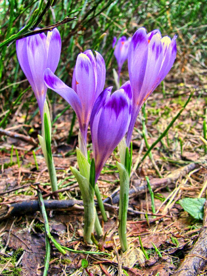 Polyana meadow mountains