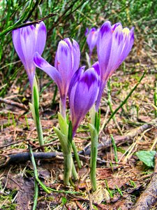Polyana meadow mountains