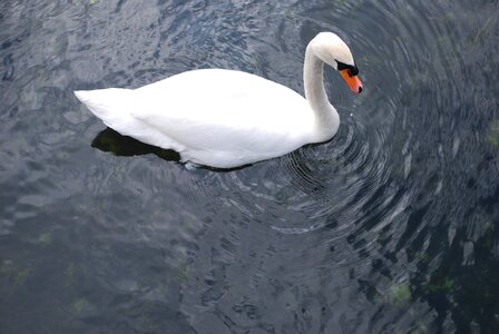 White bird nature