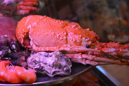 Lobster sea ​​food seafood photo