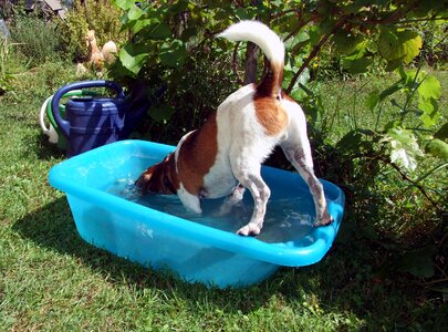 Splashing pet dog