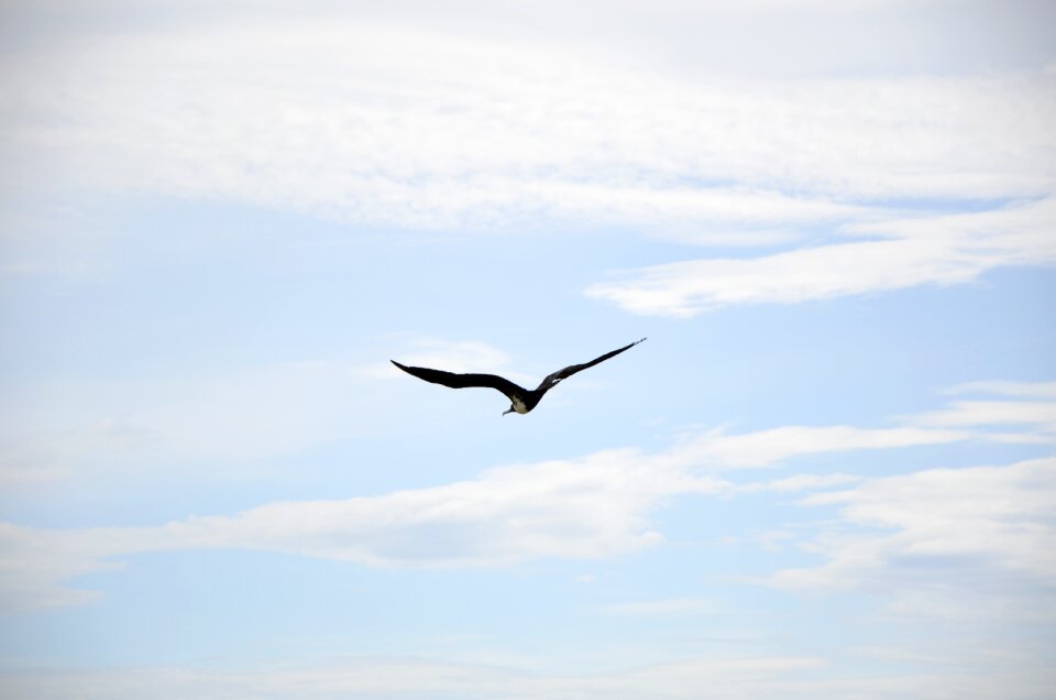 Fly flights nature