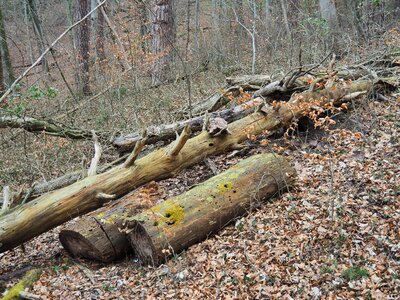 Log dead plant old