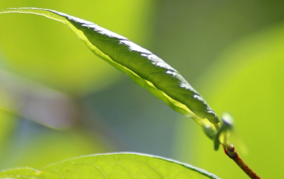 Green leaves fresh freshness