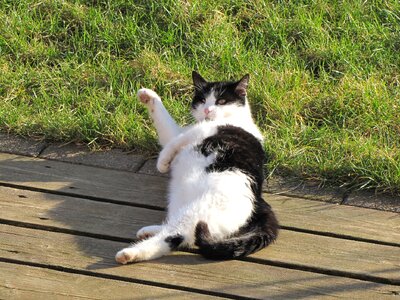 Domestic cat nature psychiatric