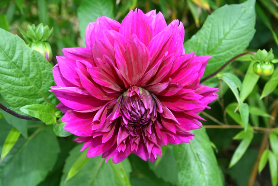 Chrysanthemum pink fill