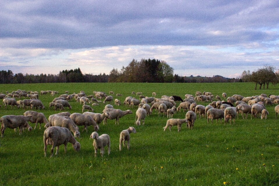 Flock of sheep pasture clouds