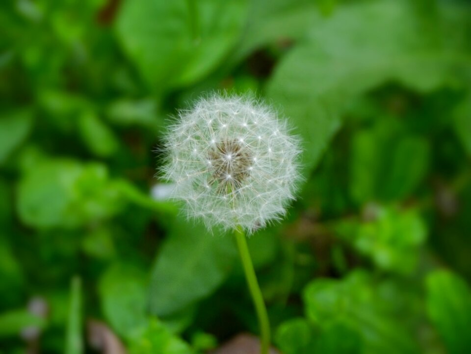 Species seed white