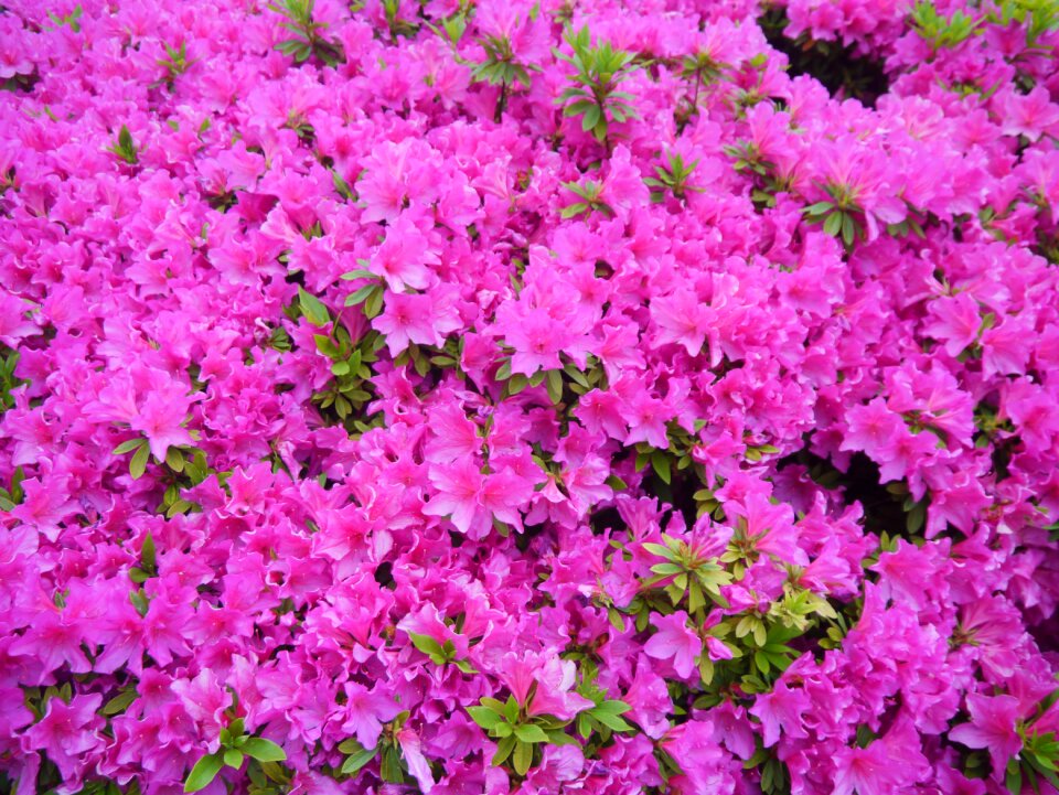 Flowering heisei-cho yokosuka