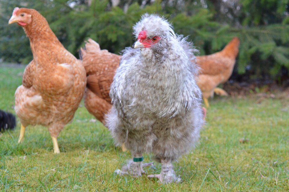 Chickens droves hahn silky rooster