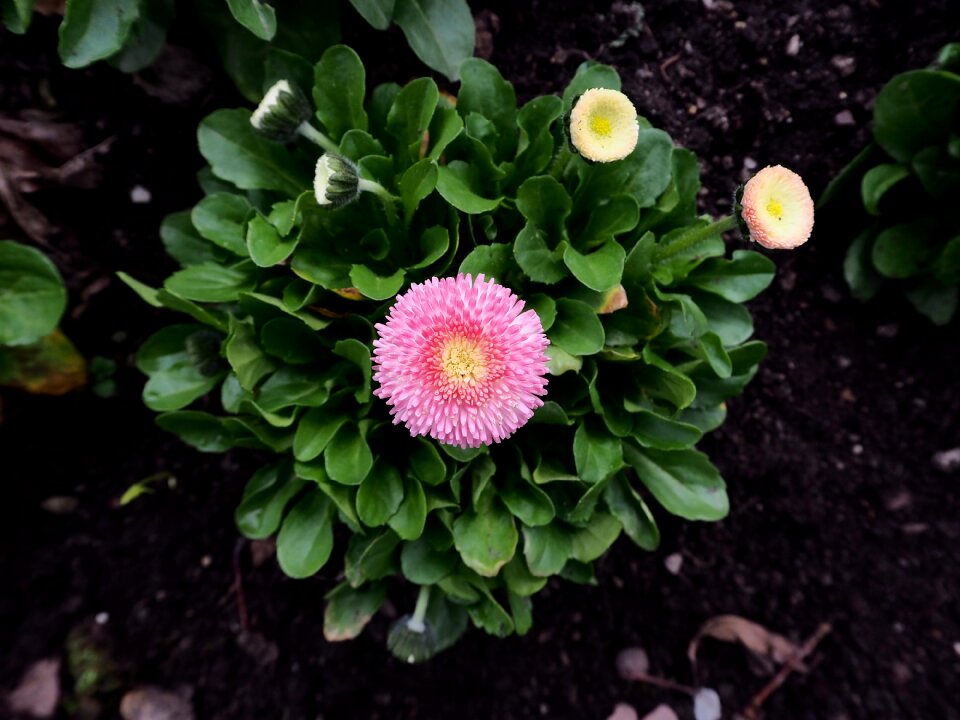 Pink nature flower garden