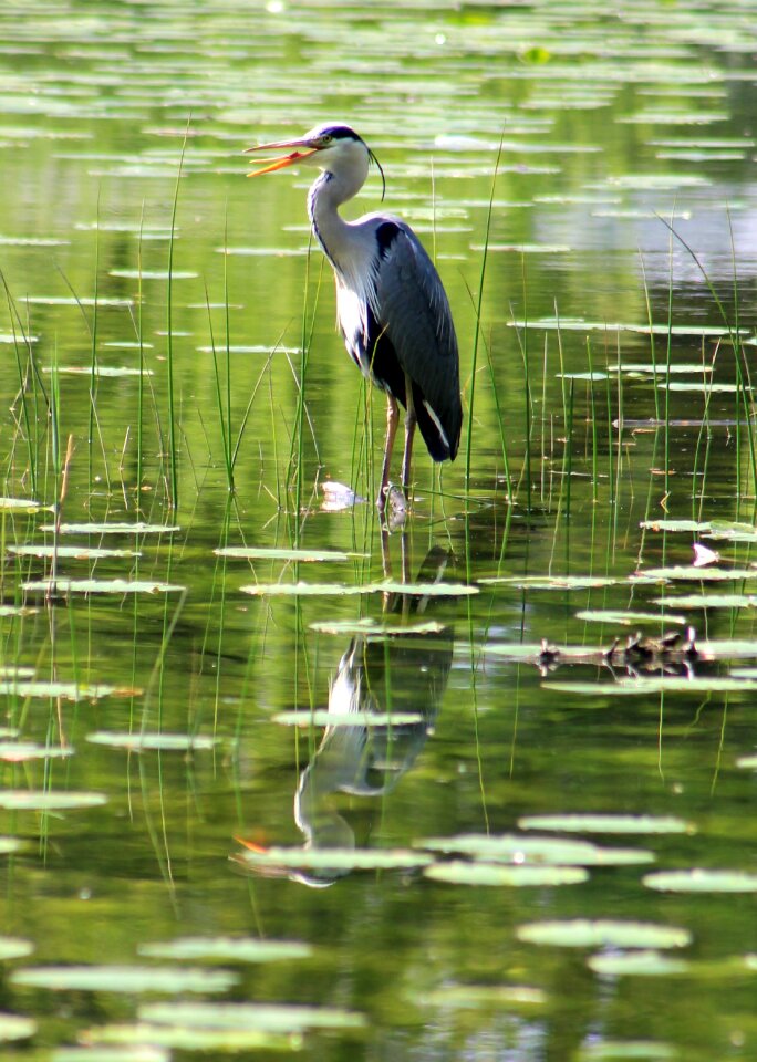 Heron bird pond
